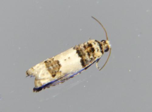 Réf. 307 686 : Epinotia thapsiana